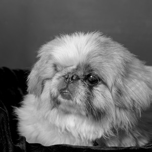 Fundraising Page: Shammy Bailey